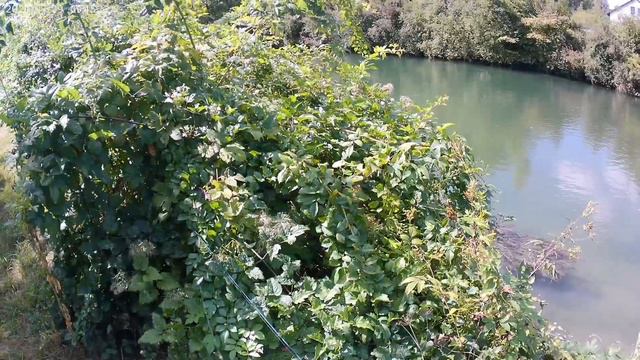 Поймал головля и форель. смотреть онлайн