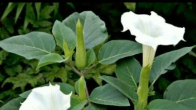 Scientific name of flowers।। Family names।। Learn with MB смотреть онлайн