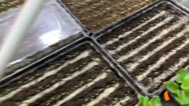 Що зараз і як росте? Розсада квітів 2022 смотреть онлайн