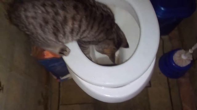 Рыбки плавают? смотреть онлайн