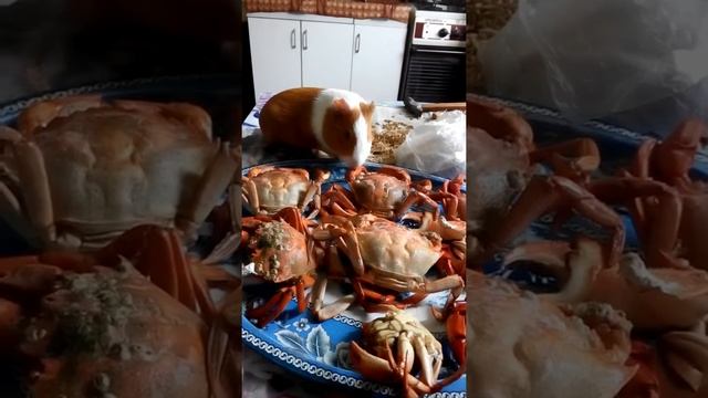 Морская свинка ест крабов смотреть онлайн