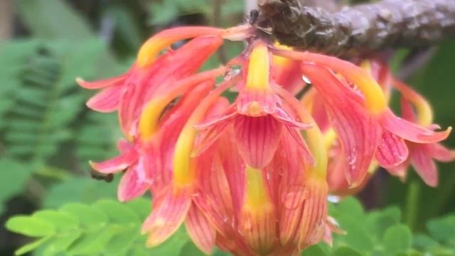 Dendrobium x usitae смотреть онлайн