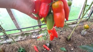 Томат Дядя Степа