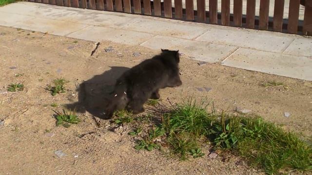 Персидский кот Кирилл смотреть онлайн