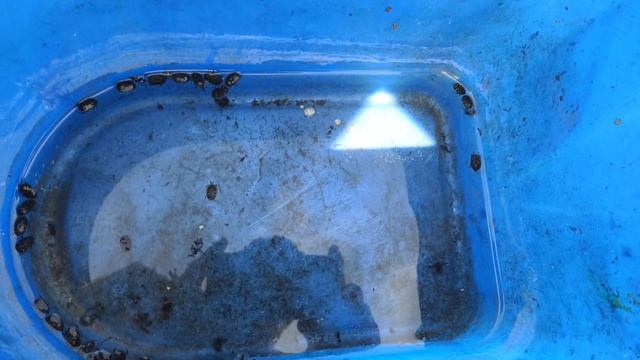 БОРЬБА С ЦВЕТОЕДОМ. "Оленка волохата". смотреть онлайн