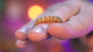 Как ЗАРАБОТАТЬ на ВЫРАЩИВАНИЕ ЛИЧИНОК ЗОФОБАСА