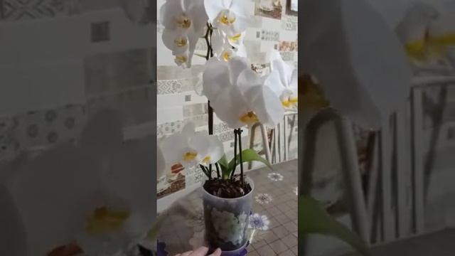 WhatsApp Video 2021 01 17 at 19 50 25 смотреть онлайн