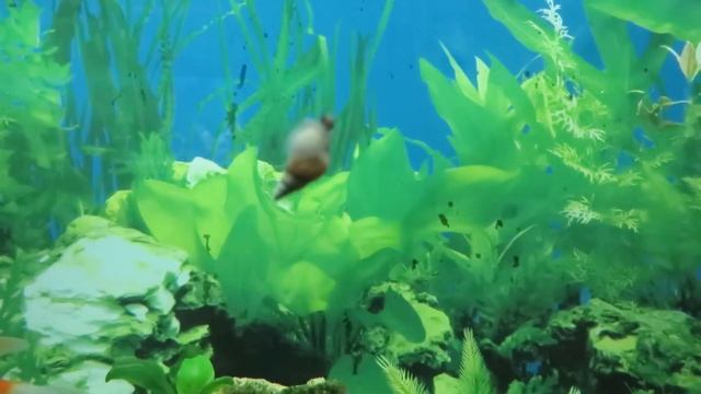 Вуалехвост красная шапочка львиноголовка , Шпорцевая лягушка и Вуалехвост смотреть онлайн