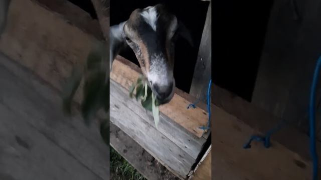 Англо-нубийская коза "Зорька" смотреть онлайн