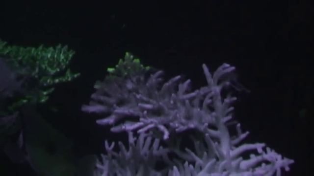 Reef Tank Disaster: Coral RTN Time Lapse смотреть онлайн