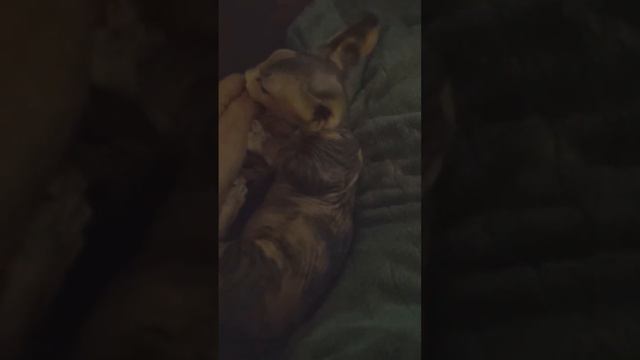 Sphynx magic love! meet Scarlett No-Haira!! ❤️#amazing #bambino смотреть онлайн
