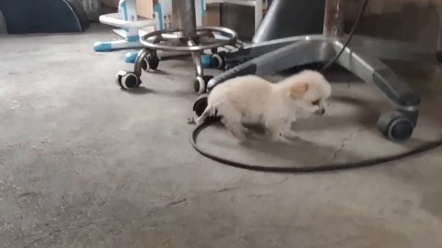 Брошенный Щенок Дрожит на Холодном Ветру смотреть онлайн