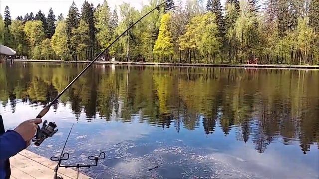 Осетровый монтаж, дневная рыбалка на осетра на нижнем. Клёвое место Лосиный остров. смотреть онлайн