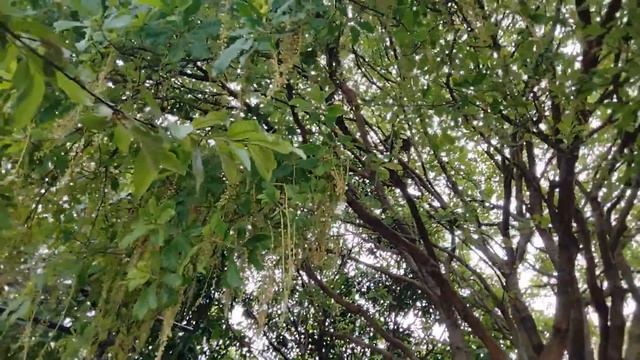 Indian Oak Tree | Ela Midella Tree (Barringtonia acutangula) смотреть онлайн