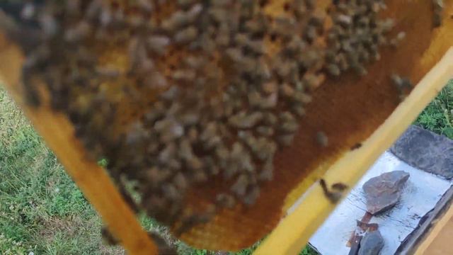 Спасаю горсть пчёл🐝🐝🐝 смотреть онлайн