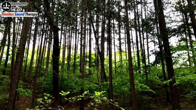 이명치료음악 귀 이명 치료법 | 귀에서 삐소리 부스럭거리는 소리가 날때 이명소리치료 음악 10분 백색소음   Tinnitus Sound Therapy Tinnitus Relief