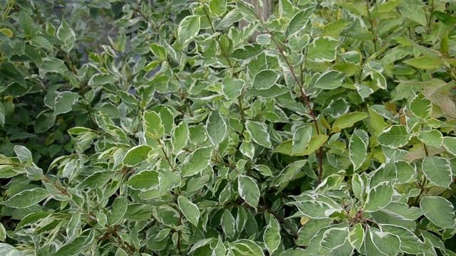 Дерен Аlba Elegantissima смотреть онлайн