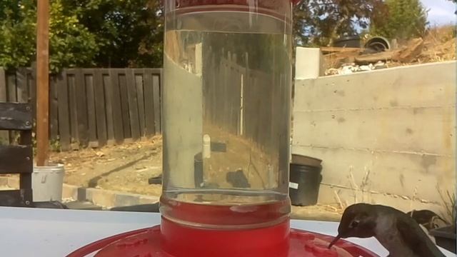 Experiments with Raspberry Pi camera at my hummingbird feeder смотреть онлайн