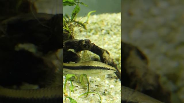 Сиамский водорослеед – главный борец с водорослями #Shorts смотреть онлайн