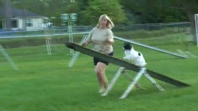 "Easy" Papillon Agility 2 смотреть онлайн