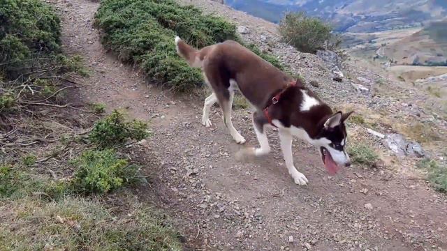 Brown Siberian husky hikes 5 kilometers in northern Spain in his first time|Dani&Sam смотреть онлайн