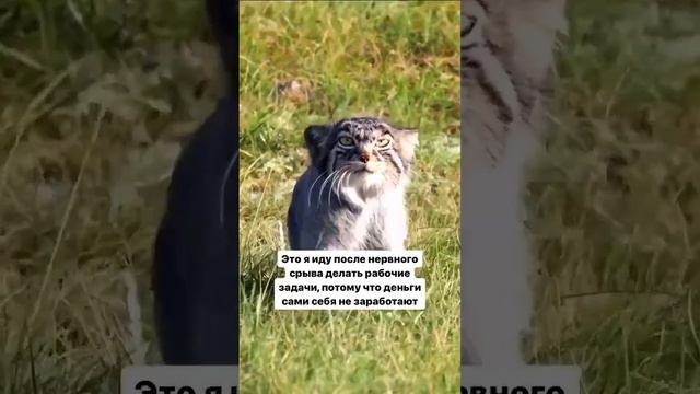 Я иду после нервного срыва делать рабочие задачи, потому что деньги сами себя не заработают 😂 #мемы смотреть онлайн
