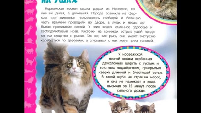 Кошки и котята. Часть 12. С кисточками на ушах. Самая первая энциклопедия смотреть онлайн