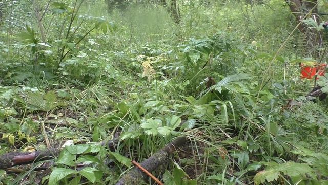 ГРИБЫ ПОШЛИ. Подосиновики и подберезовики в лесу смотреть онлайн
