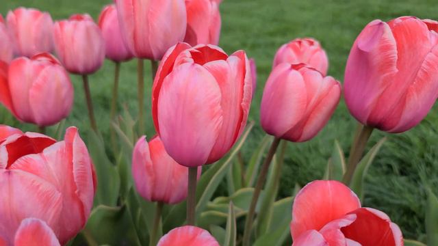 DESIGN IMPRESSION | TULIPS | SPRING FLOWERS смотреть онлайн