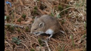 Учим лесных животных - Развивающие видео для самых маленьких