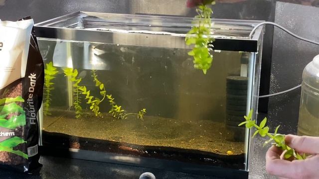 Moneywort Plant Care (Bacopa Monnieri) смотреть онлайн