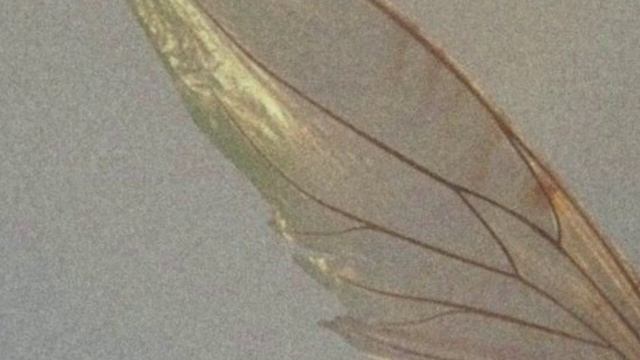 Fairycore ??♀️✨ всё о эстетике ?| Goblinstetic ?✨