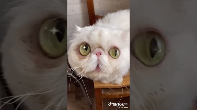 #коты #фортнайт #игры #мемы #кот #смешно #реки #рекомендации #топ смотреть онлайн