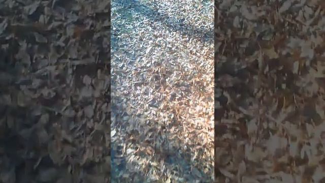 Нашёл живую ВОРОНУ на мусорке смотреть онлайн