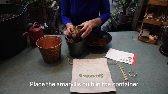 Amaryllis Planting Kit смотреть онлайн