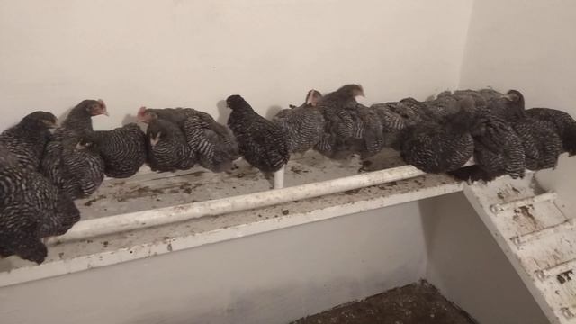 Плимутрок 2 месяца. смотреть онлайн
