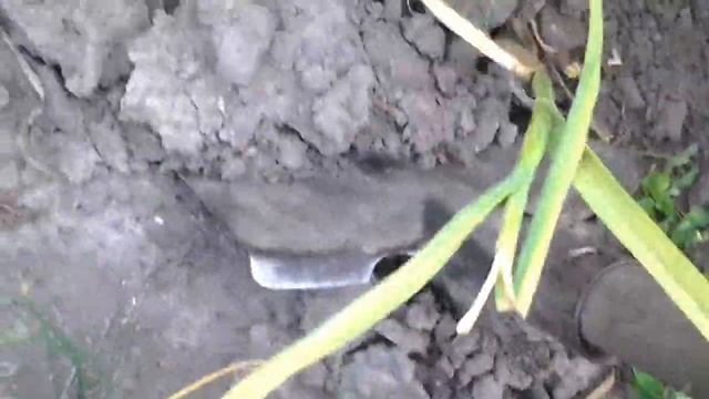 Уборка чеснока 10.07. смотреть онлайн