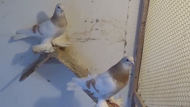 Tauben / Pigeons / Мои голуби / 05.01.2018 / Тасманы / ..отвечаю на вопрос. смотреть онлайн