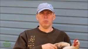 КАК ПОДРЕЗАТЬ КРЫЛЬЯ КУРАМ// МОЯ ЛЮБИМАЯ УСАДЬБА