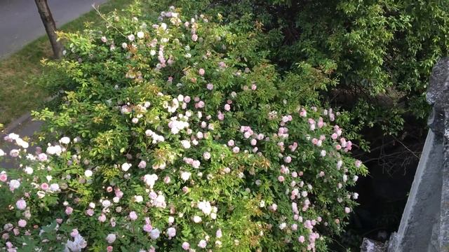 roses.. Cecile Brunner and Alfrede Carriere roses in blossom смотреть онлайн