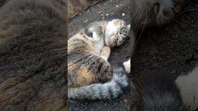 всех кошек с 8 марта! ждем весну через 10 дней... смотреть онлайн