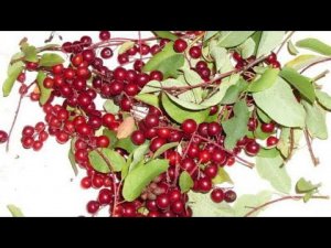 Красная черемуха- кладезь витаминов! K_DsecxRx14