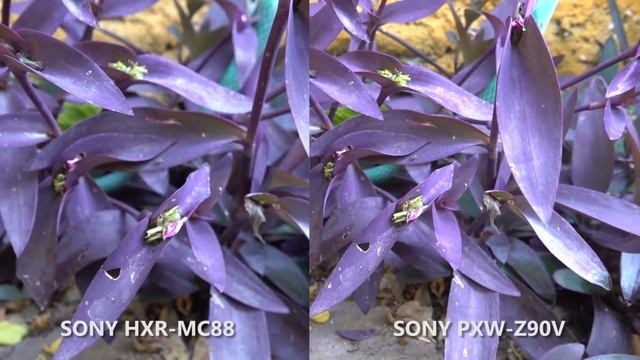 SONY HXR MC88 vs SONY PXW Z90V смотреть онлайн
