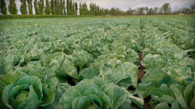 Овощная усадьба-2015. Капуста смотреть онлайн