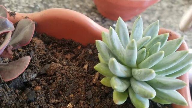 Saiba o momento certo de fazer replante🌵 смотреть онлайн