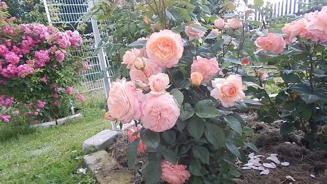 Роза хороша по всем параметрам-Сурир дэ Хавр Sourire Du Havre