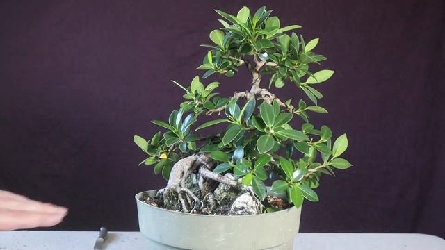 Root over rock ficus bonsai tree. Ficus microcarpa смотреть онлайн