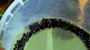 Разведение номерных сомов L397(Panaqolus sp.) часть2