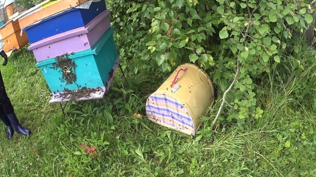 ПРОСТОЙ ВОДОСТОК ДЛЯ ДОЖДЕВОЙ ВОДЫ / ПОЙМАЛИ РОЙ И ПОСЕЛИЛИ смотреть онлайн