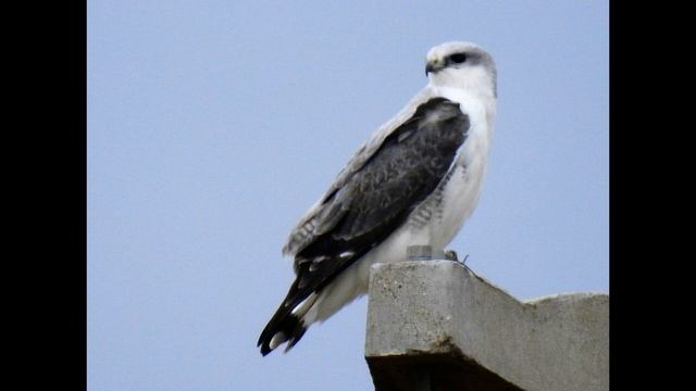 Geranoaetus polyosoma Variable Hawk смотреть онлайн